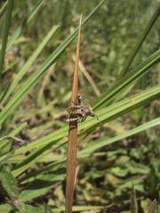 Merocoris