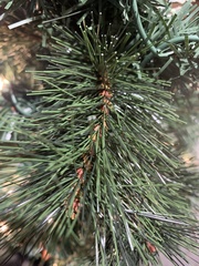 Pinus resinosa
