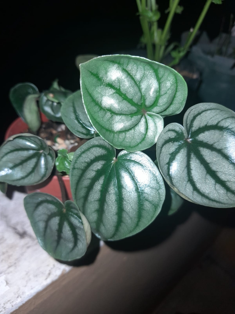Peperomia argyreia rounded striped foliage on red stems