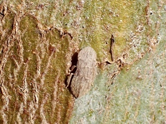 Ledromorpha planirostris