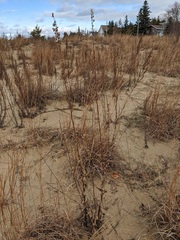 Solidago hispida huronensis