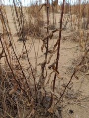 Solidago hispida huronensis