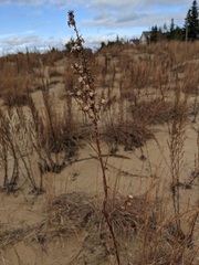 Solidago hispida huronensis