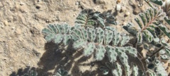 Dalea mollissima