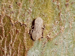 Ledromorpha planirostris