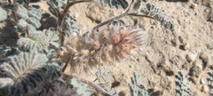 Dalea mollissima