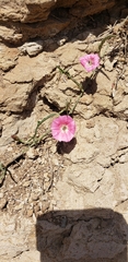 Convolvulus chilensis