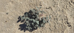 Dalea mollissima