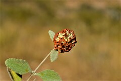 Buddleja marrubiifolia