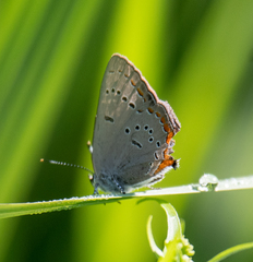 Satyrium acadica