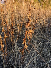 Solidago hispida huronensis