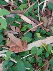 Rana longicrus