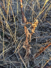 Solidago hispida huronensis