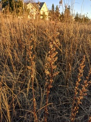 Solidago hispida huronensis