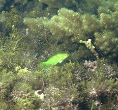 Heteroscarus acroptilus