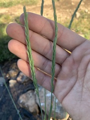 Elymus trachycaulus