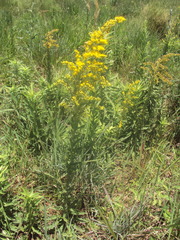 Solidago chilensis