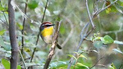 Basileuterus rufifrons