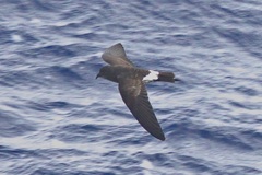 Fregetta lineata