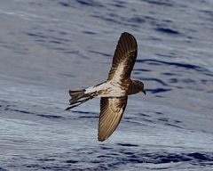 Fregetta lineata