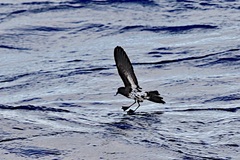 Fregetta lineata