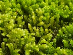 Racopilum cuspidigerum