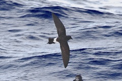 Fregetta lineata
