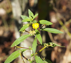 Ludwigia leptocarpa