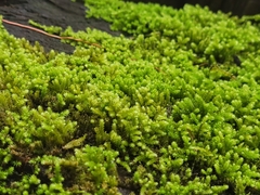 Racopilum cuspidigerum