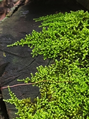 Racopilum cuspidigerum