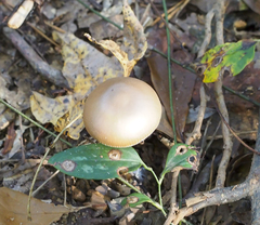 Amanita vaginata