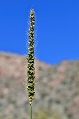 Setaria macrostachya