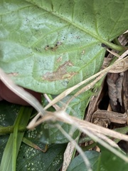 Acanthocheila visenda