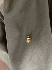 Paranapiacaba connexa