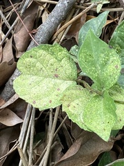 Acanthocheila visenda