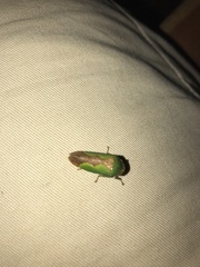 Folicana