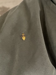 Paranapiacaba connexa