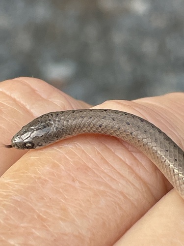Smooth Earth Snake, Virginia valeriae