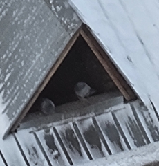 Columba livia domestica
