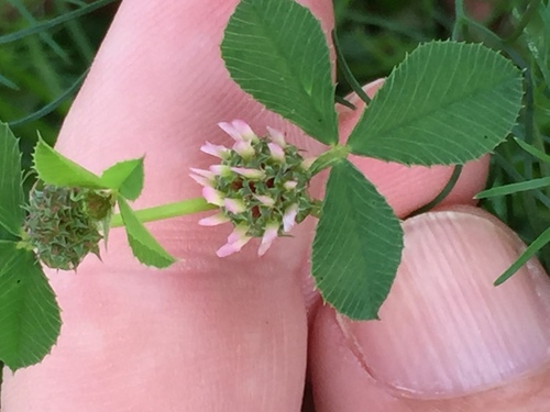 Trifolium glomeratum observed 2022-11-29