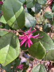 Loropetalum chinense