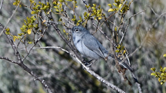 Polioptila melanura