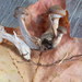 Armillaria gemina - Photo (c) pinonbistro,  זכויות יוצרים חלקיות (CC BY-SA)