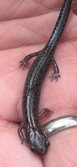 Plethodon dorsalis