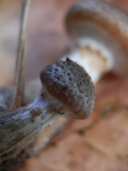 Armillaria gemina