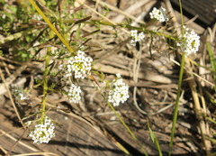 Ixodia achillaeoides