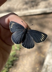 Chlosyne ehrenbergii