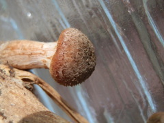 Armillaria gemina