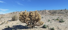 Cylindropuntia echinocarpa