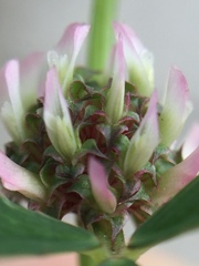 Trifolium glomeratum